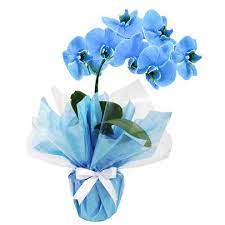 Foto de ORQUIDEA PHALEANOPSIS AZUL
